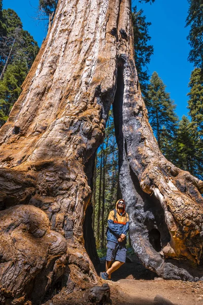 Mužský Turista Národním Parku Sequoia Krásné Sekvoje Kalifornie Spojené Státy — Stock fotografie