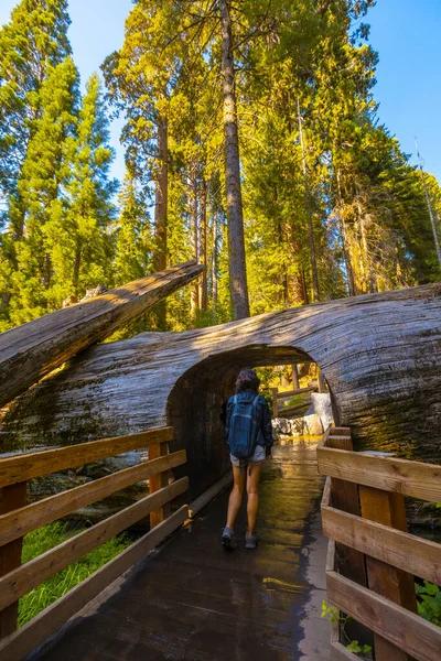 Žena Tunnel Log Tree Sequoia National Park California Spojené Státy — Stock fotografie