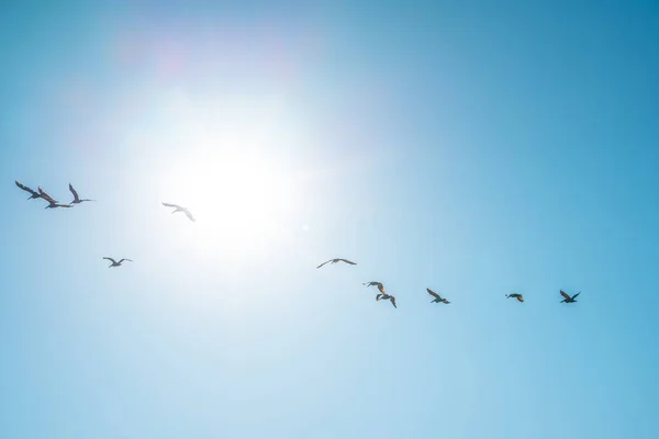 Måsar Som Flyger Skyn — Stockfoto