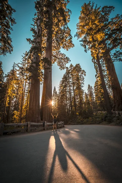 Sequoia National Park Bellissime Sequoie California Stati Uniti — Foto Stock
