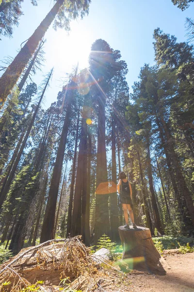 Femme Parc National Sequoia Les Beaux Séquoias Californie États Unis — Photo