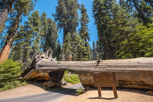 Tunel Log Tree Sequoia National Park California United States — Stock fotografie