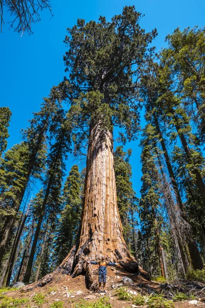 Mężczyzna Pozowanie Pobliżu Big Tree Trunk Sequoia National Park Beautiful — Zdjęcie stockowe