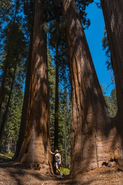 美国加利福尼亚红杉国家公园的妇女 美丽的红杉 — 图库照片