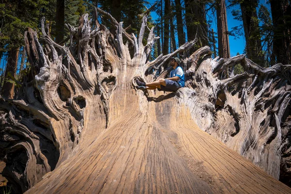 Man Sitting Giant Tree Sequoia National Park California United States — Stock fotografie