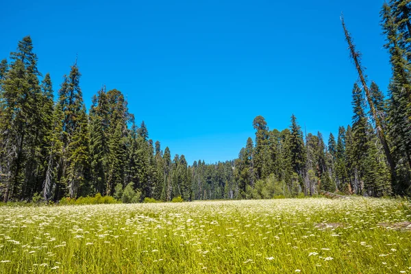 Sequoia National Park Vackra Sequoias Kalifornien Usa — Stockfoto