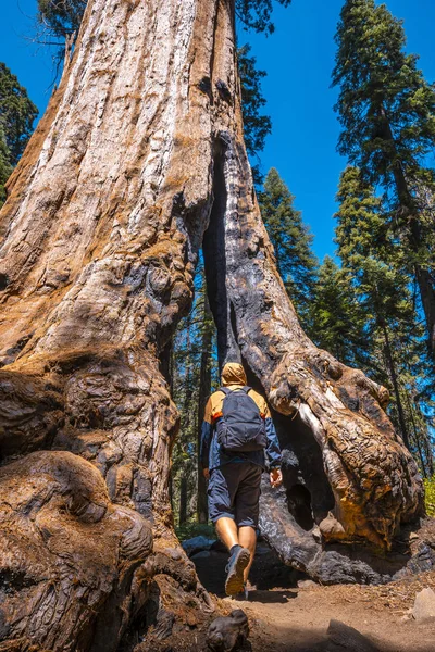 Мужчина Смотрит Гигантское Дерево Национальном Парке Секуа Калифорния Соединенные Штаты — стоковое фото