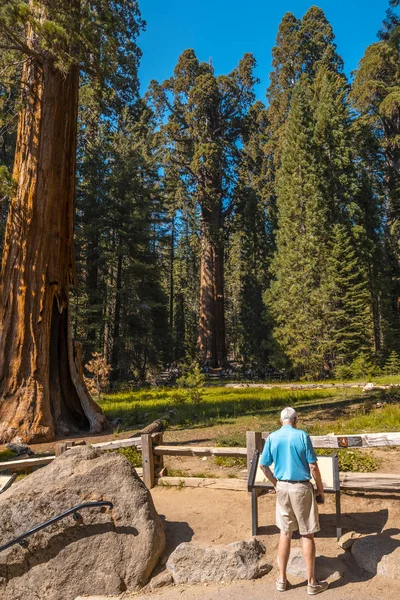 Sequoia National Park Beautiful Sequoias California Spojené Státy — Stock fotografie