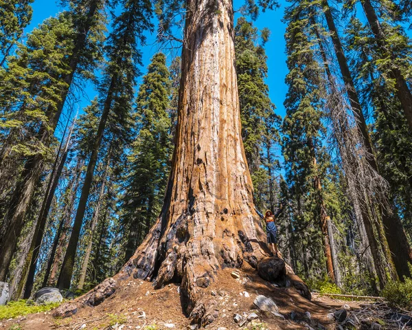 Muž Pózuje Poblíž Velkého Kmene Stromu Národní Park Sequoia Krásné — Stock fotografie