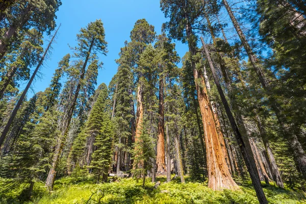 Sequoia National Park Beautiful Sequoias California Estados Unidos — Foto de Stock