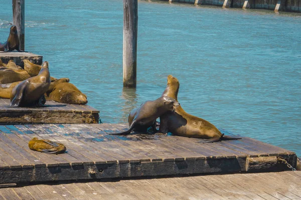 Eine Gruppe Robben Spielt Pier San Francisco Vereinigte Staaten — Stockfoto