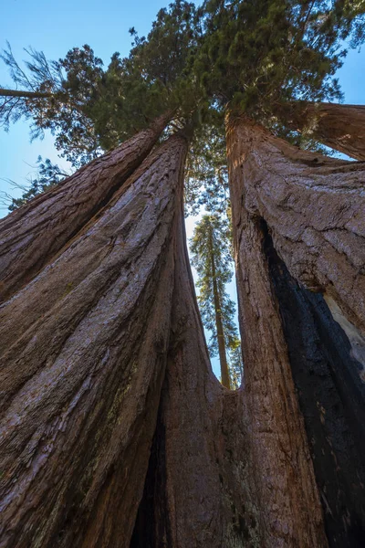 Sequoia National Park Beautiful Sequoias California Spojené Státy — Stock fotografie