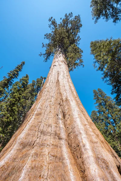 Sequoia National Park Beautiful Sequoias California Spojené Státy — Stock fotografie