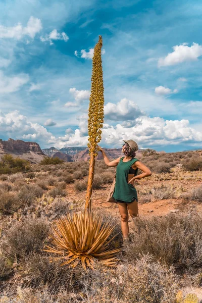 Pózol Nagy Növény Grand Canyon Nemzeti Park Arizona Usa — Stock Fotó