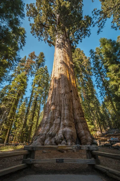 Sequoia National Park Beautiful Sequoias California Estados Unidos — Foto de Stock