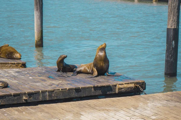 Group Seals Playing Pier San Francisco United States — Stock Photo, Image