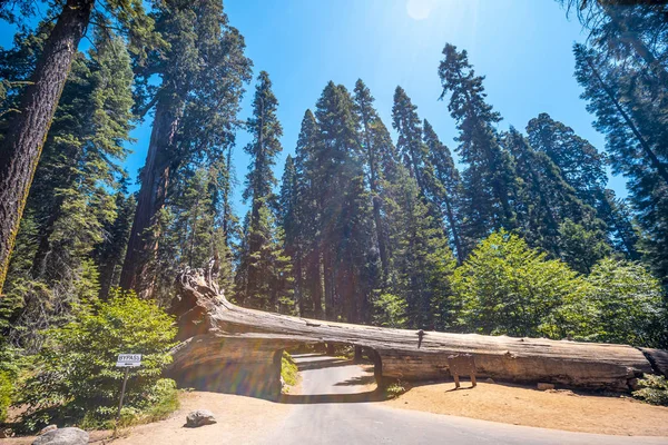 Árbol Registro Túneles Parque Nacional Sequoia California Estados Unidos — Foto de Stock