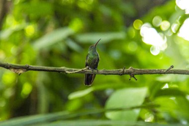 Dal üzerinde sevimli yeşil kuş, Yojoa Gölü, Honduras