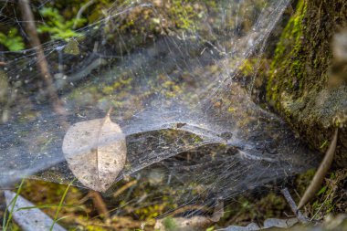 Copan Ruinas 'taki büyük siyah örümceğin inanılmaz örümcek ağı. Honduras