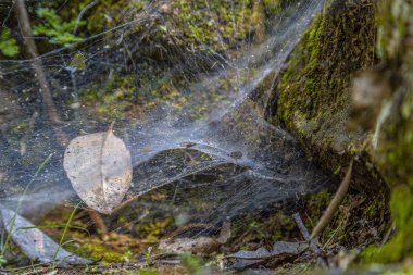 Copan Ruinas 'taki büyük siyah örümceğin inanılmaz örümcek ağı. Honduras