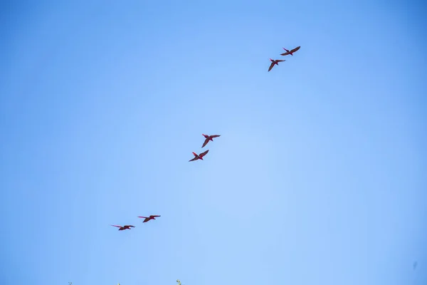 Ptáci Létající Obloze — Stock fotografie