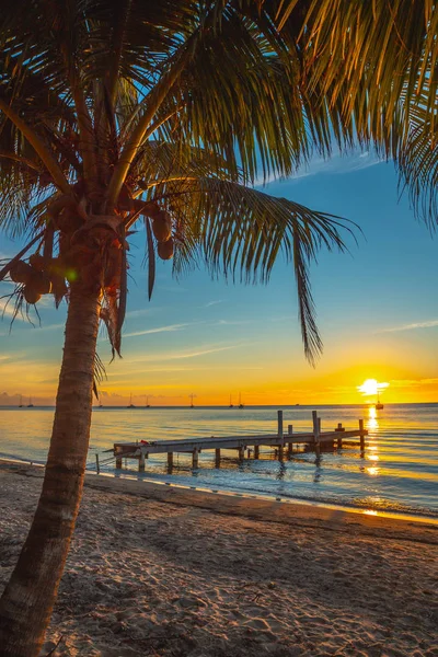 Красивый Тропический Пляж Пальмой Закате — стоковое фото