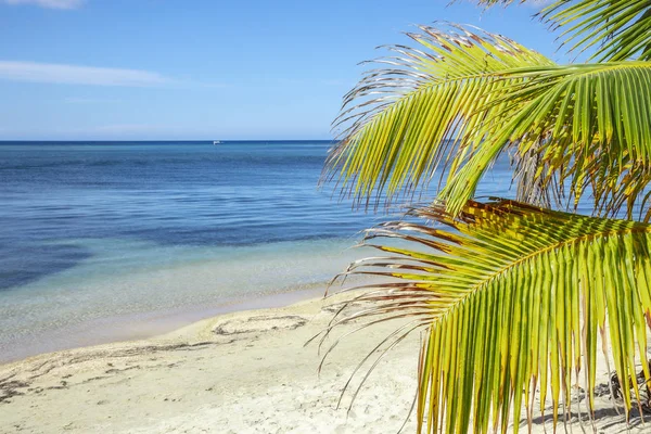 Palm Sandy Beach Blue Sky — Stock Photo, Image