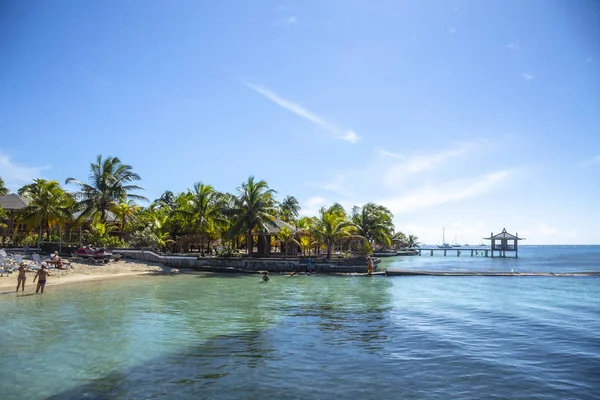 Palm Trees Beach Roatan Honduras Caribbean Sea — Stockfoto