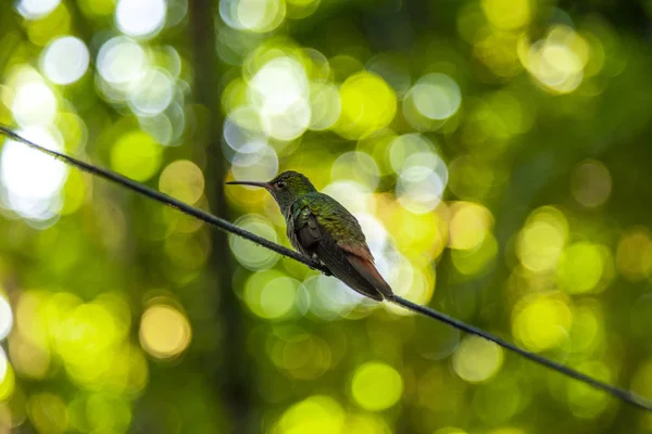 Cute Green Bird Twig Lake Yojoa Honduras — 스톡 사진