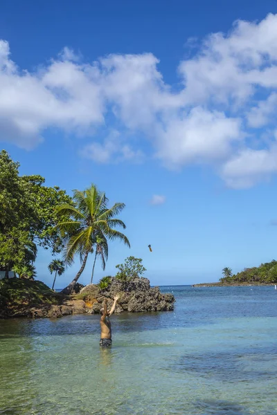 Happy Man Relaxing Caribbean Sea Roatan Honduras — 스톡 사진