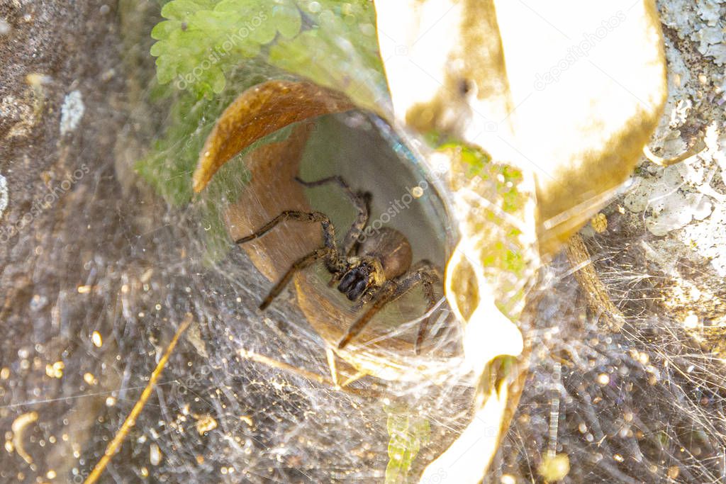 Cobweb of a large spider in Copan Ruinas. Honduras