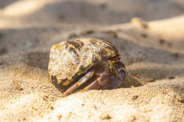 Sahilde yengeç kabuğu.
