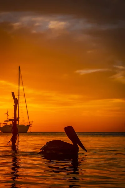 Закат Неба Пеликан Водах Карибского Моря Роатан Гондурас — стоковое фото