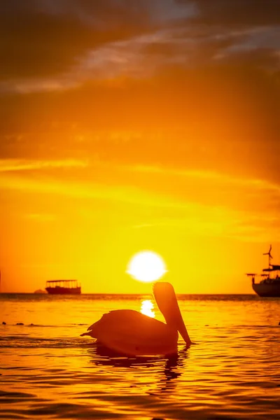 Céu Por Sol Pássaro Pelicano Água Mar Caribe Roatan Honduras — Fotografia de Stock