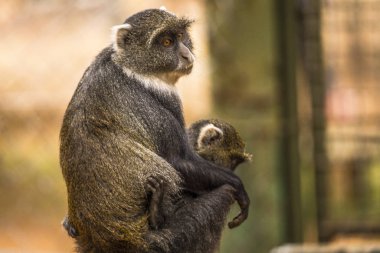 Ormandaki maymunlar, Nairobi, Kenya 