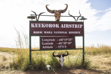 Masai Mara, Kenya - Ağustos 2018: Masai Mara 'nın içindeki Keekorok Aistrip' in güzel posteri