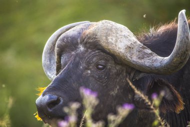 Ormandaki bufalo kafası, Nakuru, Kenya