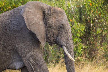 Parktaki bir filin yakın görüntüsü