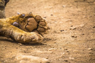 Hayvanat bahçesindeki aslan portre