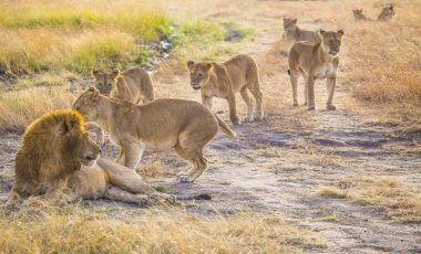 Masai Mara 'daki aslan ailesi Kenya' ya vahşi hayvan