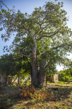 Parkta yeşil yapraklı ağaç