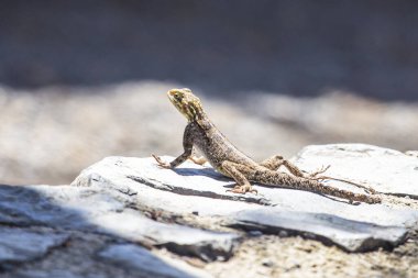 Kenya 'da kertenkele vahşi hayvan
