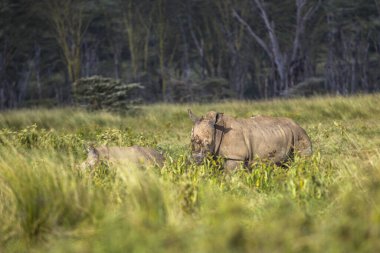 Gergedan Nakuru Kenya 'da vahşi bir hayvan
