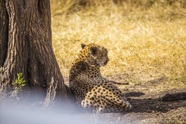 Parktaki vahşi leopar.