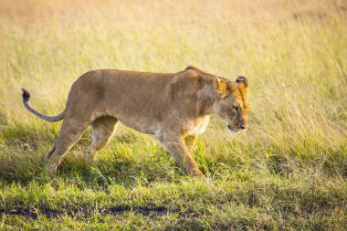 Savanadaki dişi aslan portresi, Masai Mara, Kenya