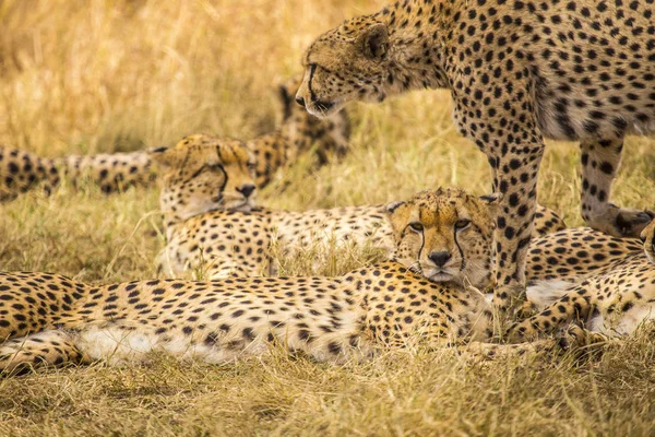 Gepard Lamparta Parku Narodowym Masai Mara Kenia — Zdjęcie stockowe