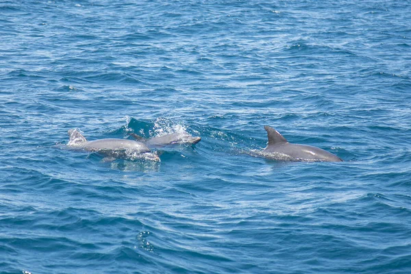 Jogando Pulando Golfinhos — Fotografia de Stock
