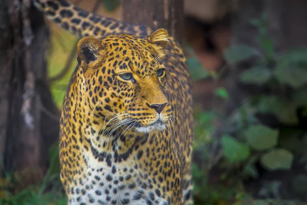 Leopard Walking Orphanage Nairobi Kenya — Stok fotoğraf