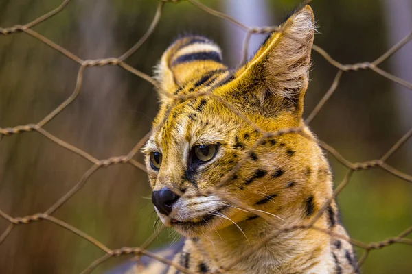 Cheetah Zoo Kenia — Stockfoto
