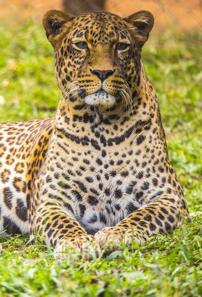 Portret Van Luipaard Het Gras Het Park — Stockfoto